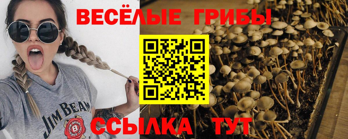 Владимир  Псилоцибиновые грибы Magic Shrooms  Вход с VPN  Галлюциногенные грибы Psilocybe 
